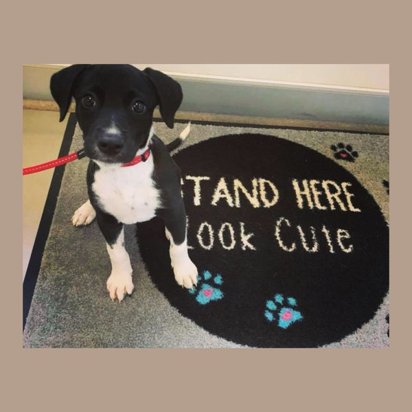 Scales Mat 60x90- "Stand Here, Look Cute" Great for Vet Clinics (SCALES NOT INCLUDED!) - Adoremat